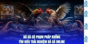 Đá gà có phạm pháp không thumbnail