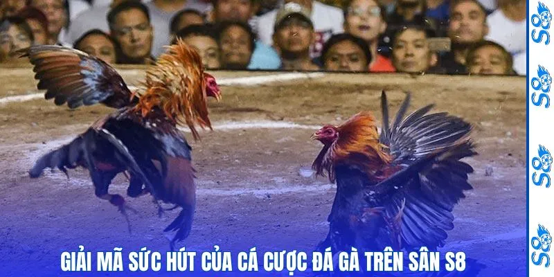 Đá Gà 2 Giải mã sức hút của cá cược đá gà trên sân chơi S8