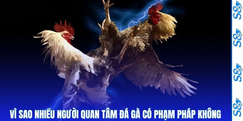 Đá Gà Có Phạm Pháp Không - Tìm Hiểu Trải Nghiệm Đá Gà Online 3 Lý do đá gà có phạm pháp không nhận nhiều sự quan tâm