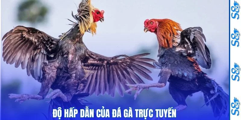 Đá Gà Có Phạm Pháp Không - Tìm Hiểu Trải Nghiệm Đá Gà Online 2 Sức hút của hình thức đá gà trực tuyến hiện nay