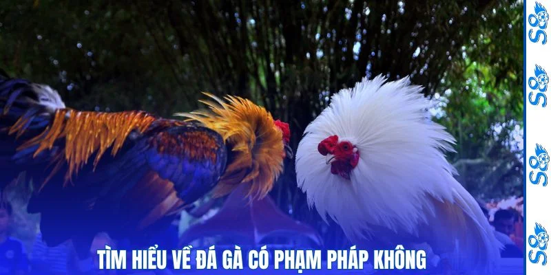 Đá Gà Có Phạm Pháp Không - Tìm Hiểu Trải Nghiệm Đá Gà Online 1 Tìm hiểu về đá gà có phạm pháp không?